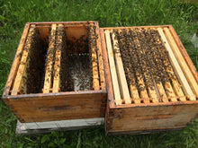 Load image into Gallery viewer, 4 Frame Nucleus colonies