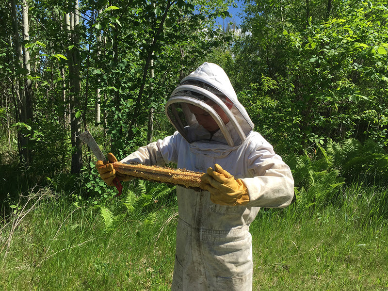 How to do Beehive Inspections