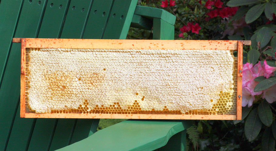 How Bees make Honey