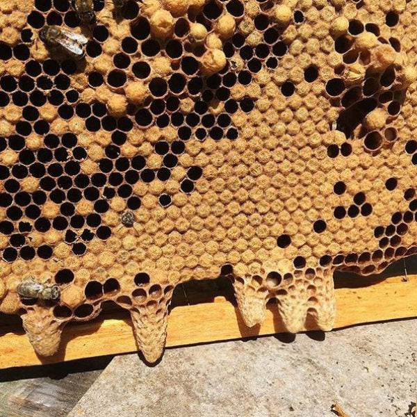 Swarm and Supercedure Cellar part of Hive Management